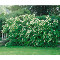 Philadelphus coronarius ´Lemoinei´ / Pajazmín vencový, 40-50 cm, C3