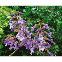 Paulownia tomentosa / Paulovnia plstnatá, 80-100 cm, C5