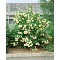 Viburnum opulus ´Roseum´ / Kalina obyčajná, 40-50 cm, C3