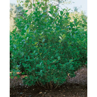 Aronia prunifolia ´Viking´ / Arónia slivkolistá, 80-100 cm, C3
