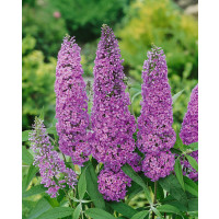 Buddleia davidii ´Ile de France´ / Budleja fialová, C2