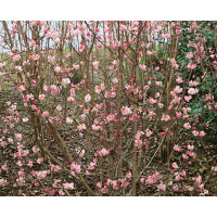Viburnum bodnantense ´Dawn´ / Kalina, 40-60 cm, C3