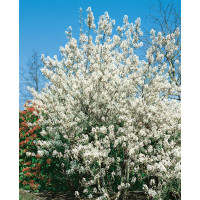 Amelanchier lamarckii / Muchovník Lamarckov, 100 cm, C2