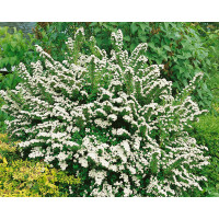 Spiraea nipponica´Snowmound´ / Tavoľník japonský, 20-30 cm, K12