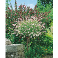 Salix integra ´Hakuro Nishiki´ / Vŕba kompaktná, kmienok 80 cm, C3