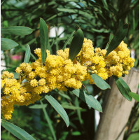 Acacia retinoides / Akácia , K9