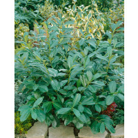 Prunus laurocerasus ´Rotundifolia´ / Vavrínovec lekársky, 15-20 cm, K9