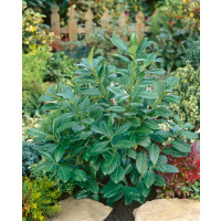 Prunus laurocerasus ´Novita´ / Vavrínovec, 25-30 cm, K9