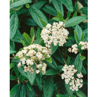 Viburnum pragense / Kalina pražská, 80-100 cm, C20 AKCIA