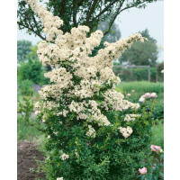 Pyracantha coccinea ´Golden Charmer´ / Hlohyňa šarlátová oranžová, 60-80 cm, C2