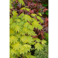 Acer shirasawanum ´Aureum´ / Javor japonský, 30-40 cm, C5