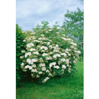 Sambucus nigra / Baza čierna, 40-50 cm, C3