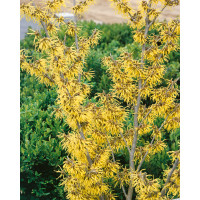 Hamamelis int. ´Arnold Promise´ / Hamamel prostredný, 60-80 cm, KB