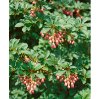 Enkianthus campanulatus / Zvonkovec, Enkiant zvončekovitý, 50-60 cm, C5