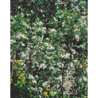 Aronia melanocarpa ´Hugin´ / Arónia čiernoplodá, 60-80 cm, K11