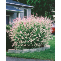 Salix integra ´Hakuro Nishiki´ / Vŕba kompaktná, 30-40 cm, C2