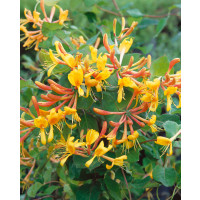 Lonicera tellmaniana / Zemolez Tellmannov, 80-100 cm, C2