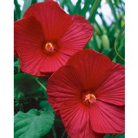 Hibiscus moscheutos ´Oak Red´ / Ibištek bahenný veľkokvetý červený, 1 rastlina, K11