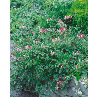 Lonicera periclymenum ´Serotina´ / Zemolez ovíjavý, 80-100 cm, C2