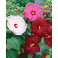 Hibiscus moscheutos / Ibištek bahenný zmes, bal. 5 s