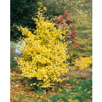 Ginkgo biloba / Ginko dvojlaločné, 80-100 cm, KB/C3