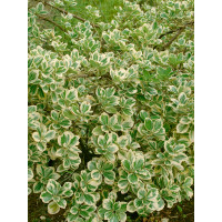 Euonymus fortunei ´Variegatus´ / Bršlen Fortuneov, 12-15 cm, K9