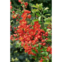 Chaenomeles japonica ´Cido´ / Dulovec japonský, K12