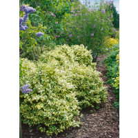 Euonymus fortunei ´Variegatus´ / Bršlen Fortuneov, 15-20 cm, K9
