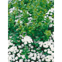 Spiraea betulifolia ´Tor´ / Tavoľník, 30-40 cm, C1,5