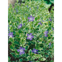 Vinca major ´Variegata´ / Zimozeleň väčšia, K9