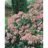 Viburnum tinus ´Eve Price´ / Kalina, 60-80 cm, C3