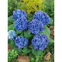 Hydrangea macrophylla ´Renate Steiniger´ / Hortenzia kalinolistá, 20-30 cm, C2
