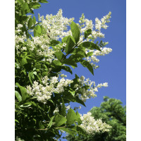 Ligustrum ovalifolium / Vtáčí zob vajcovitolistý, 30 - 40 cm, C1,5