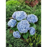 Hydrangea macrophylla ´Peppermint´® / Hortenzia kalinolistá, C2