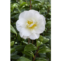 Camellia japonica ´White´ / Kamélia biela, K9