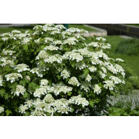 Viburnum opulus / Kalina obyčajná, K9