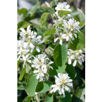 Amelanchier alnifolia ´Honeywood´ / Muchovník, 40/60, K11