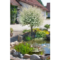 Salix integra ´Hakuro Nishiki´ / Vŕba kompaktná, kmienok 120 cm, C5