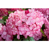 Hydrangea macrophylla ´Salsa´® / Hortenzia kalinolistá, 15-20 cm, K12