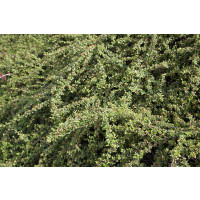 Cotoneaster dammeri  ´Coral Beauty´ / Skalník rozložený, 25-30 cm, K9