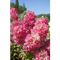 Hydrangea paniculata ´Diamant Rouge´® / Hortenzia metlinatá, 30 cm, C4
