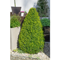 Buxus sempervirens / Krušpán vždyzelený, 20-30 cm, C1,5