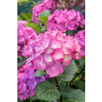 Hydrangea macrophylla ´Leuchtfeuer´ / Hortenzia kalinolistá ružová, C2