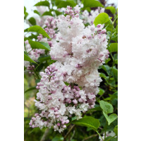 Syringa vulgaris ´Krásavica Moskvy´ / Orgován obyčajný, 50 cm, C3