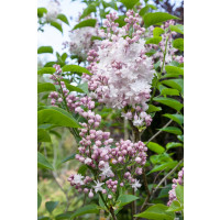 Syringa vulgaris ´Krásavica Moskvy´ / Orgován obyčajný, 20-30 cm, C2