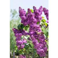 Syringa vulgaris ´Victor Lemoine´ / Orgován obyčajný, 30-50 cm, C3