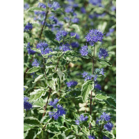 Caryopteris cland. ´White Surprise´ / Bradavec, 30-40 cm, C3