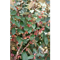 Elaeagnus ebbingei / Hlošina Ebbingeova, 15-20 cm, C2