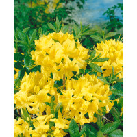 Rhododendron (AK) ´Anneke´ / Rododendrón, C4