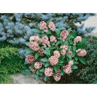 Skimmia japonica ´Rubella´ / Skímia japonská, 20-25 cm, C1,5